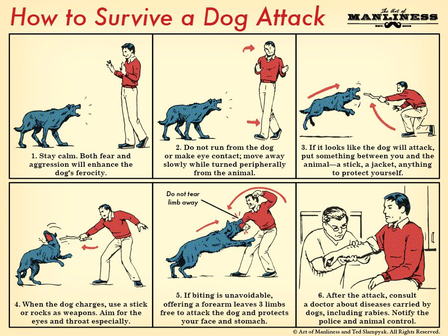 How to deal with a dog attack